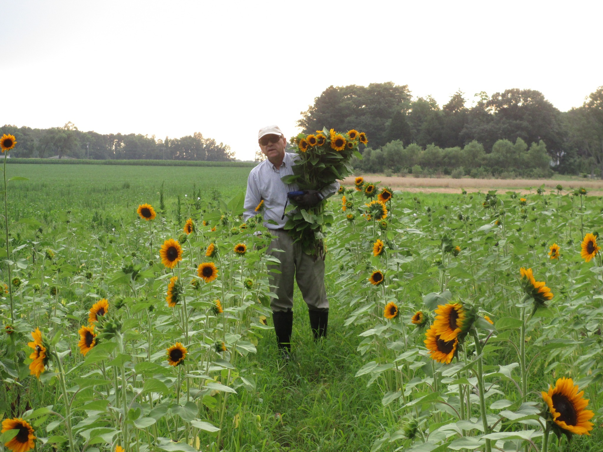 A Farmer Holding a bouquet of Sunflowers in the fields