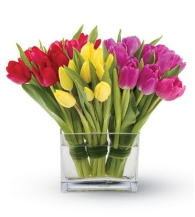 tulip-30-stems.jpg